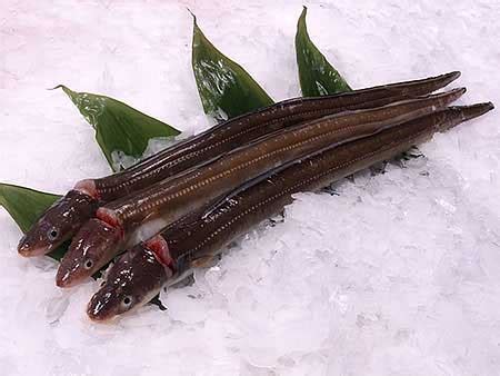 anago fish|Anago .